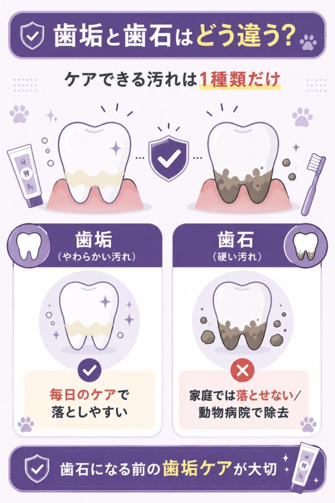 犬の歯垢と歯石の違いと家庭ケアの範囲を示す図
